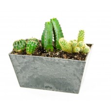 Cactus Garden as a Gift